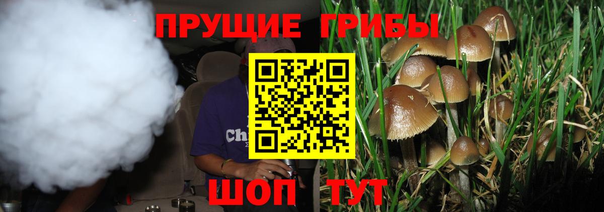 Псилоцибиновые грибы Psilocybe Кизляр